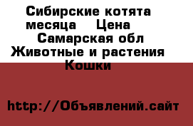 Сибирские котята 3 месяца. › Цена ­ 1 - Самарская обл. Животные и растения » Кошки   